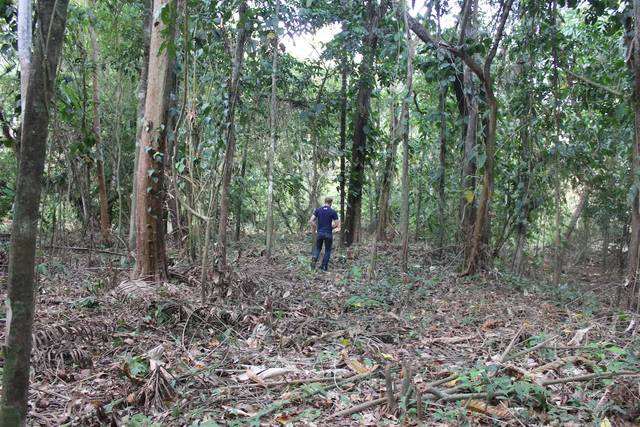 Bosque de la propiedad con una persona entre los árboles