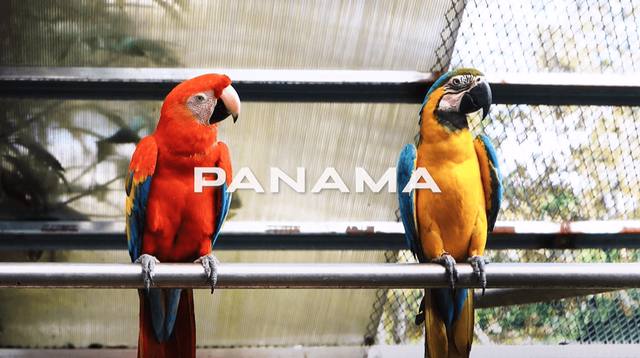 Dos guacamayas y la palabra Panamá